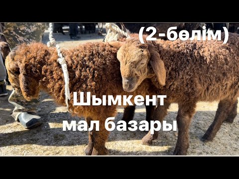 Видео: Қой, қозы, қошқар 03.05.2023