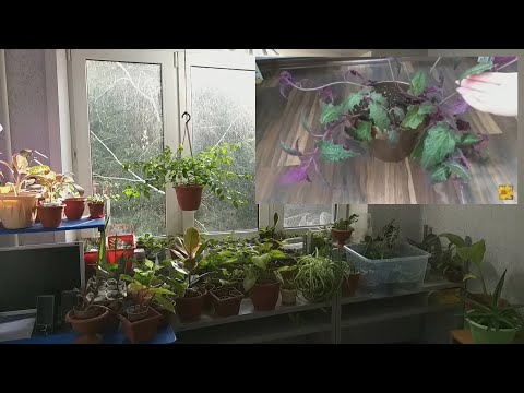 Видео: Комнатные растения🌱Улучшаю освещение🌞Размножение🌷укоренение🌷пересадка гинуры🍀Сциндапсус Марбл Квин🌸