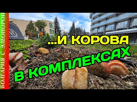 Видео: 1я Неделя Марта | Болгария, Солнечный берег