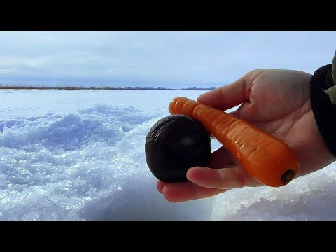 Видео: Реакция рыбы на Морковь и Свеклу! Подводная съемка