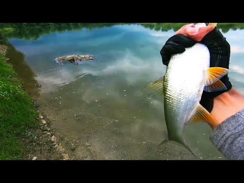 Видео: Долго кидал воблер и все таки поймать крупного жереха. Рыбалка на Днестре