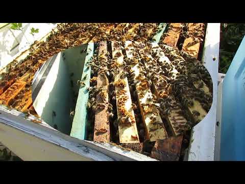 Видео: сетчатое дно в улье , открывать на лето или нет, пусть пчелы определят и подскажут