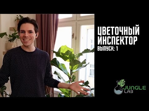 Видео: Обзор Комнатных Растений | В гостях у друзей канала Jungle Lab