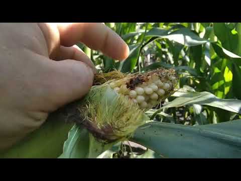 Видео: Рятівна волога, стан сої та кукурудзи.