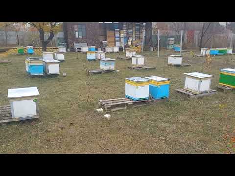 Видео: Изменение вентиляции в ульях в зиму 04.11.25
