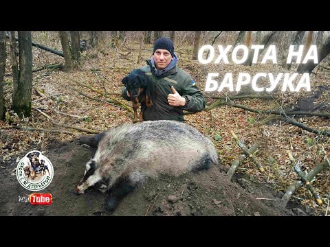 Видео: Охота на барсука/Охота с ягдтерьером.Fox Hunt with Jagdterrier
