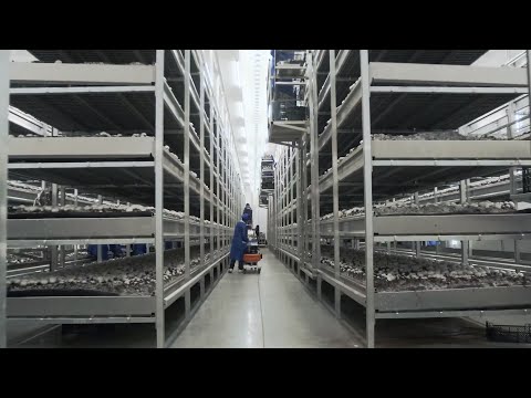 Видео: Ферма по выращиванию шампиньонов - Воронежский шампиньон