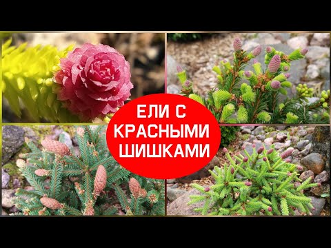 Видео: Ели с красными шишками.