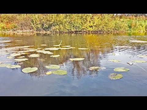 Видео: ЗАКИНУЛ ПРИМАНКУ ПОД КУСТ ТРАВЫ И НАЧАЛОСЬ!!!.. Супер Рыбалка на спиннинг! Щука на воблеры осенью