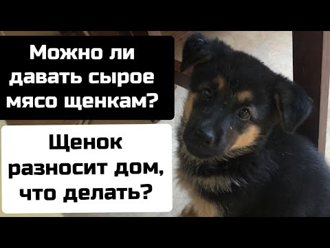 Видео: Можно ли щенку давать сырое мясо? Щенок разносит дом, что делать?