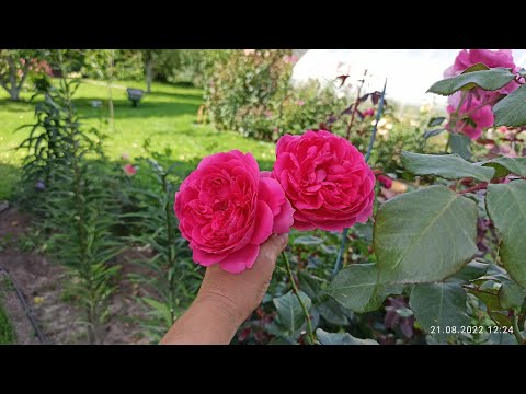 Видео: Конец августа. Обзор гортензий и нескольких сортов роз.