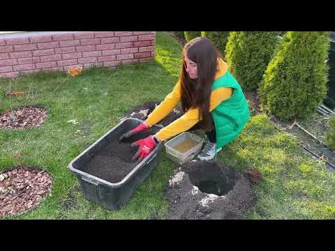 Видео: Посадка півоній восени у відкритий ґрунт: коли, як і на яку глибину садити щоб вони розкішно зацвіли