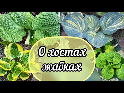 Видео: Хосты жабки