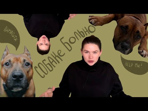 Видео: Как понять, что у собаки что-то болит?