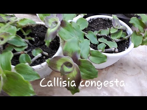Видео: Необычная каллизия в моей коллекции. Каллизия конгеста (Callisia congesta)