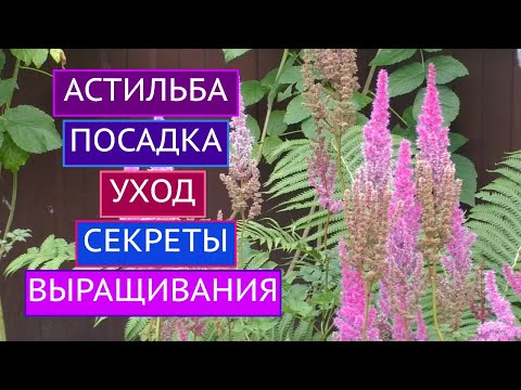 Видео: АСТИЛЬБА: ВСЕ, ЧТО НУЖНО ЗНАТЬ ОБ УХОДЕ + ПОСАДКА!