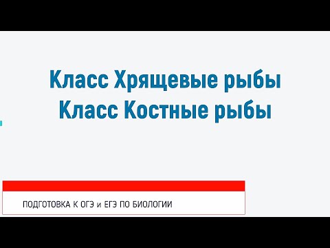 Видео: Хрящевые и Костные рыбы