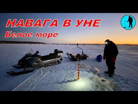 Видео: УНА. Рыбалка на навагу и корюха. #Рыболов_Севера