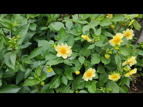 Видео: Яблочный мохито👍провожаем сына 🥲