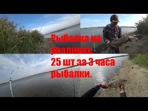 Видео: Осенняя рыбалка на сазана и змееголова на разливах.Казахстан,река Или.