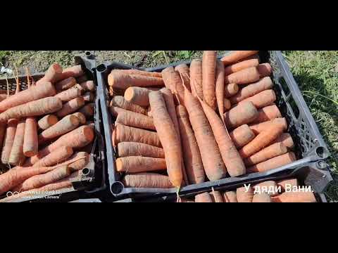 Видео: МОРКОВЬ и многое другое.