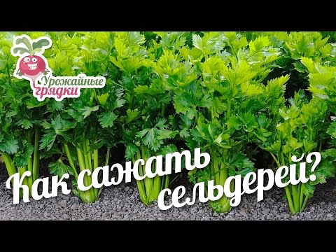 Видео: Как сажать сельдерей? Урожайные грядки