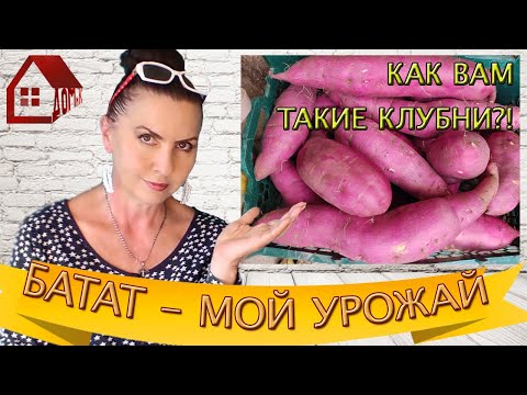 Видео: БАТАТ УРОЖАЙ 2021 - Результат эксперимента загущенной посадки