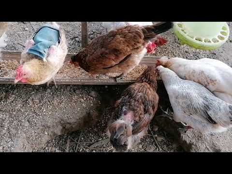 Видео: Я её выловила. Что у курочки с ногами. 