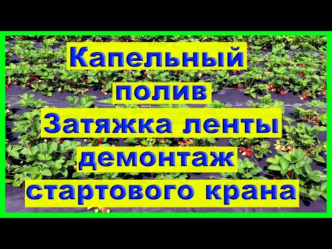 Видео: Капельный полив. Замена стартового крана и капельной ленты.