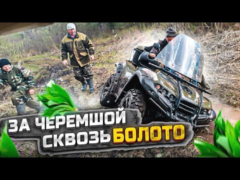 Видео: В ТАЙГУ ЗА ЧЕРЕМШОЙ.СКВОЗЬ БОЛОТО И ТРЯСИНЫ.