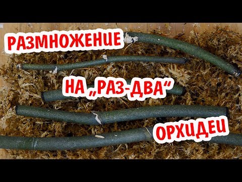 Видео: Размножение ОРХИДЕИ # ПРОСТОЙ СПОСОБ