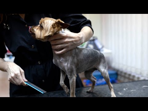 Видео: Как создать классическую стрижку Йорка  - Мастер класс.