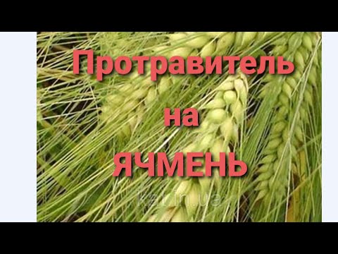 Видео: Ячмень с протравителем и без.