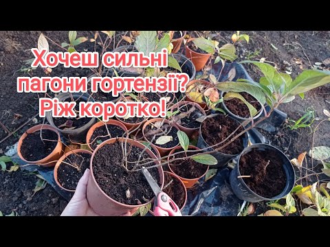 Видео: Обрізка волотистої гортензії🌸 Підготовка до зими❄️#гортензія#волотиста#сад#вирощування#квіти#продаж