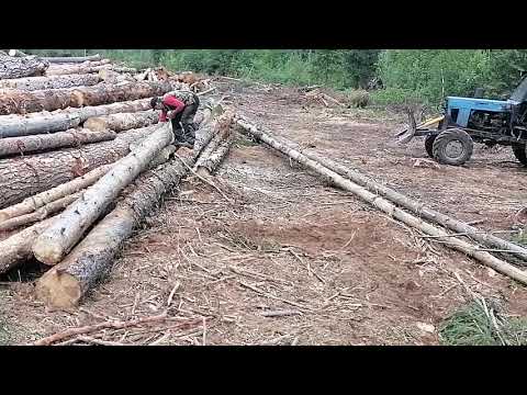 Видео: Мтз 82.Заготовка древесины и уборка нелеквида