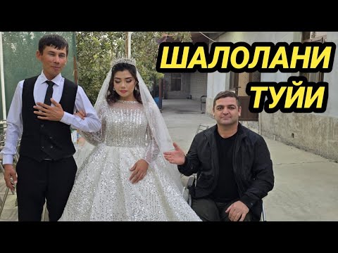 Видео: ШАЛОЛАНИ ТУЙИ ТУЙ БОШЛАНДИ БОБОЖОН УЗ КАНАЛИДА