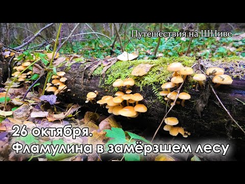 Видео: Собираю зимние опята в замерзшем лесу