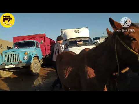 Видео: ЖЫЛҚЫ СИЫР ҚОЙ БАҒАСЫ | АБАЙ МАЛ БАЗАР  | livestock horse