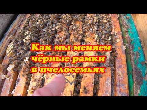 Видео: КАК МЫ МЕНЯЕМ ЧЁРНЫЕ РАМКИ В ПЧЕЛОСЕМЬЯХ В ТЕЧЕНИИ ВСЕГО СЕЗОНА
