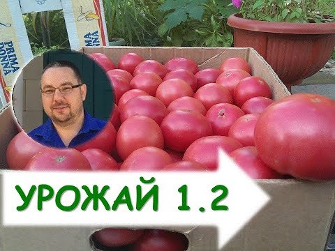 Видео: Как вырастить томаты ( помидоры) в теплице? Уборка урожая Томатов Time to Harvest