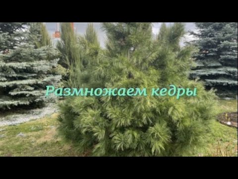 Видео: Размножаем кедры. Питомник 🌹 и 🌲 Е. Иващенко