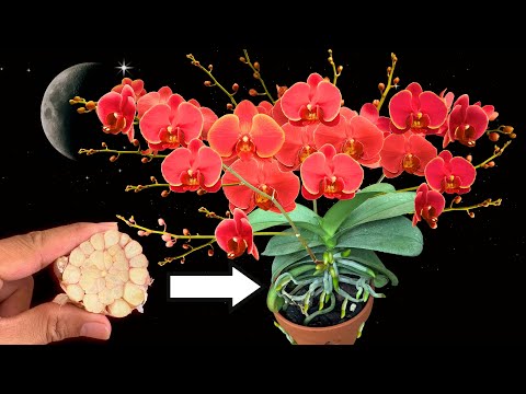 Видео: Цветение, как никогда раньше: волшебный секрет удобрений 90-летнего мужчины