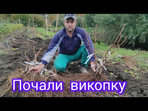 Видео: Викопка саджанців 2025