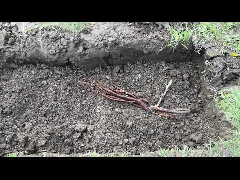 Видео: Посадка ИТО пионов.