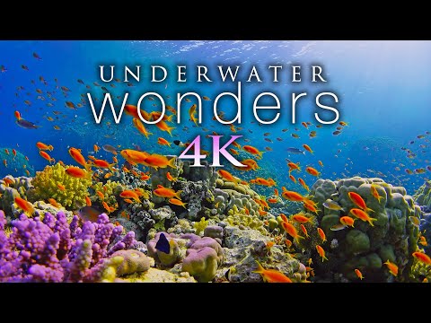Видео: 11 ЧАСОВ подводных чудес в формате 4K + расслабляющая музыка - коралловые рифы и красочная морская