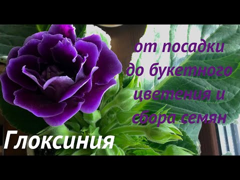 Видео: Глоксиния: от посадки до букетного цветения и сбора семян