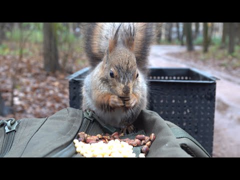 Видео: Белки. Зарисовка / Squirrels. The sketch