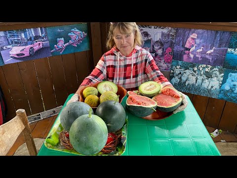 Видео: КАК определить спелость АРБУЗОВ  и ДЫНЬ в ТЕПЛИЦЕ ?