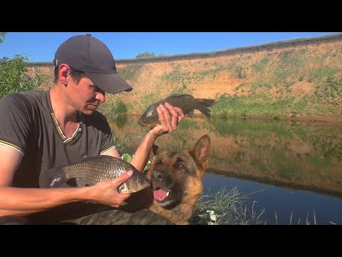 Видео: КАРАСИ и даже САЗАН! Ночная рыбалка на речке