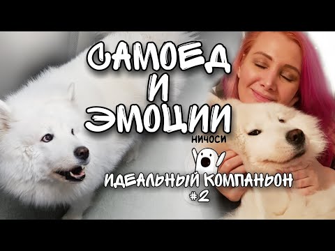 Видео: Самоед и эмоции  Как воспитать идеального компаньона